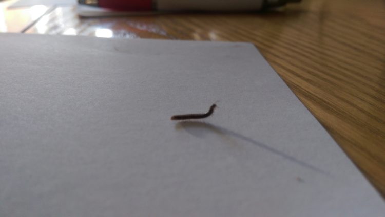 black worms in bathroom floor