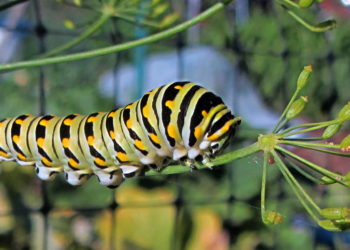 dill worm
