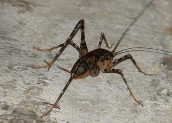 What are cave crickets attracted to?