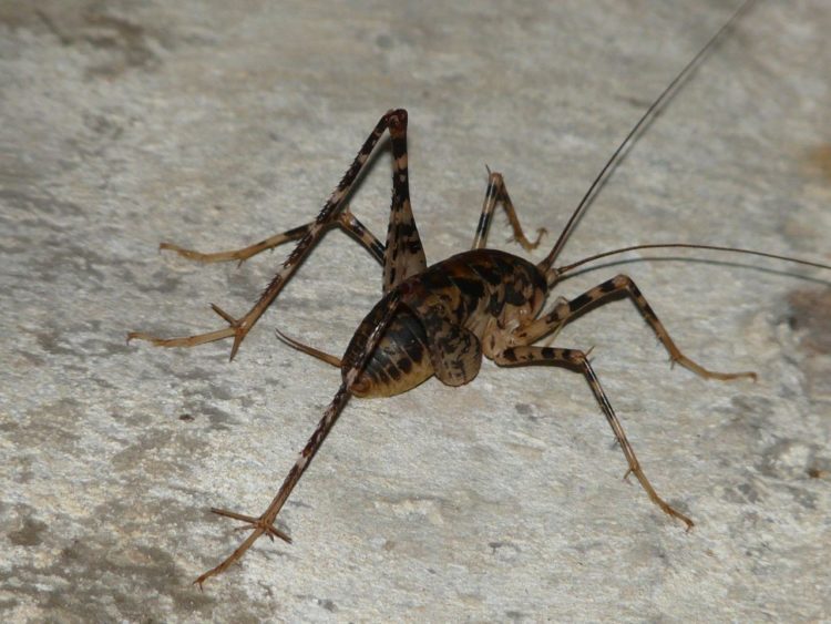 What are cave crickets attracted to?