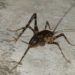 What are cave crickets attracted to?