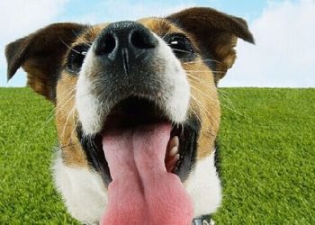 What is the best roach killer safe for pets?