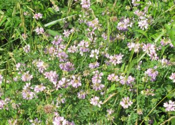 Is Crown vetch invasive?
