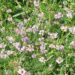 Is Crown vetch invasive?