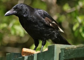 How do you scare crows but not other birds?