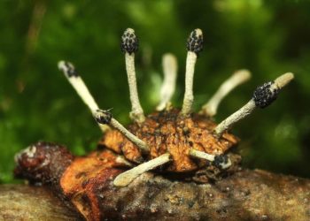 plant fungus killer