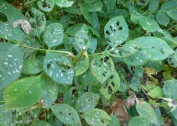 knockout roses bugs eating leaves
