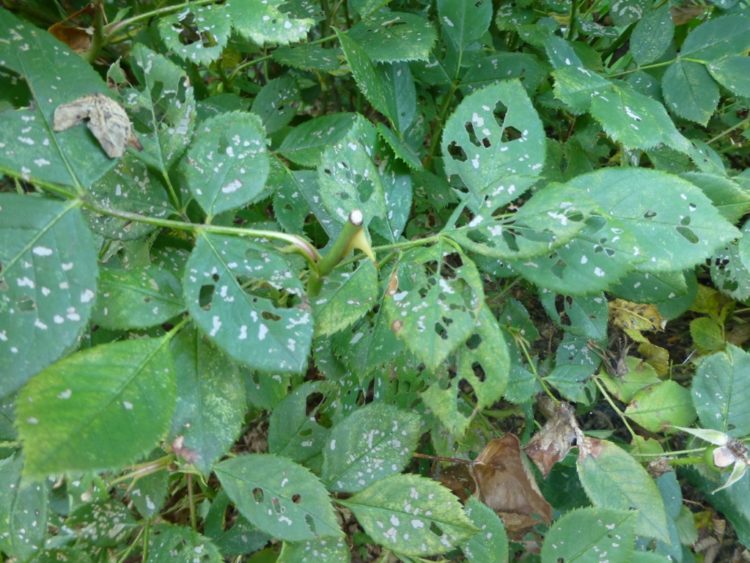 knockout roses bugs eating leaves