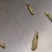 little white worms on my kitchen floor