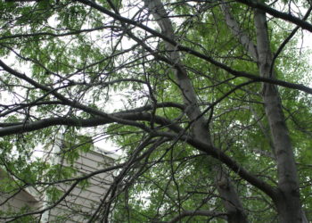 how to get rid of locust tree shoots