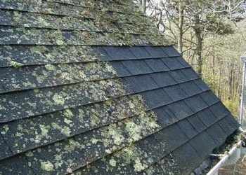 vinegar kill moss on roof