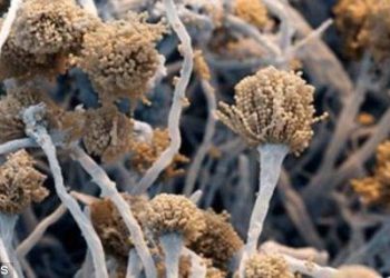 Can mushrooms grow in your lungs?