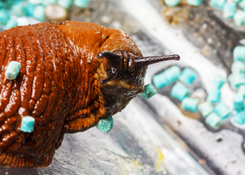 alternatives to slug pellets