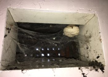 wasps in air vent