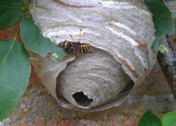 Do wasps nests cause damage?