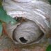 Do wasps nests cause damage?