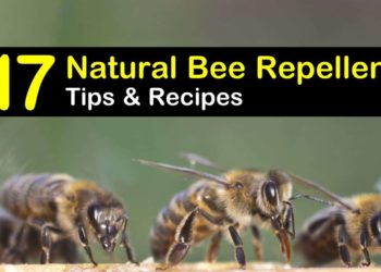 What is the best repellent for bees?