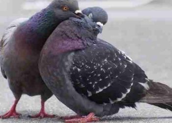 How do I stop pigeons sitting on my chimney?