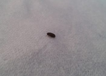 How do I keep bugs from flying outside my lights?