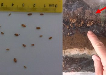compost flies solution