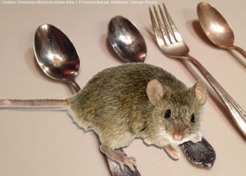 How do I keep mice out of my boat?