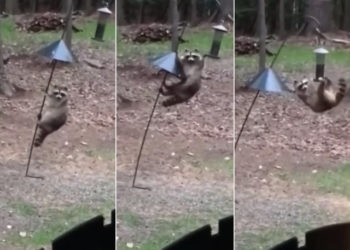 squirrel and raccoon proof bird feeder