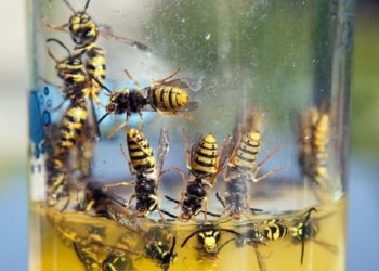 How do I get rid of wasps in my attic?
