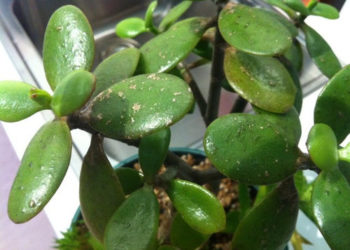 jade plant scaly leaves