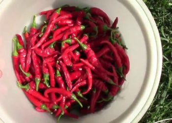 when to harvest chili peppers