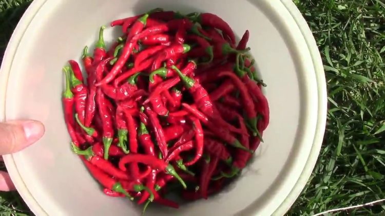 when to harvest chili peppers