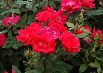when do you plant knockout rose bushes