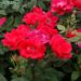 when do you plant knockout rose bushes