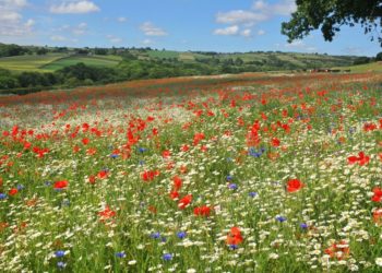 Can I scatter wildflower seeds on grass?