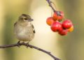 protecting cherry trees from birds uk