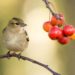 protecting cherry trees from birds uk