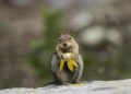 what flowers will chipmunks not eat