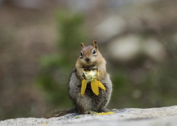 what flowers will chipmunks not eat