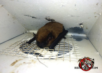 can bats get in through dryer vent