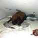 can bats get in through dryer vent