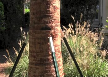 how to stake a small palm tree