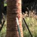 how to stake a small palm tree