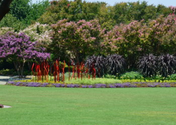 how far apart should i plant crepe myrtles