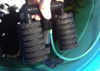 how to clean a sponge air filter