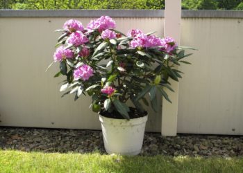 how to transplant a rhododendron bush