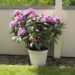 how to transplant a rhododendron bush