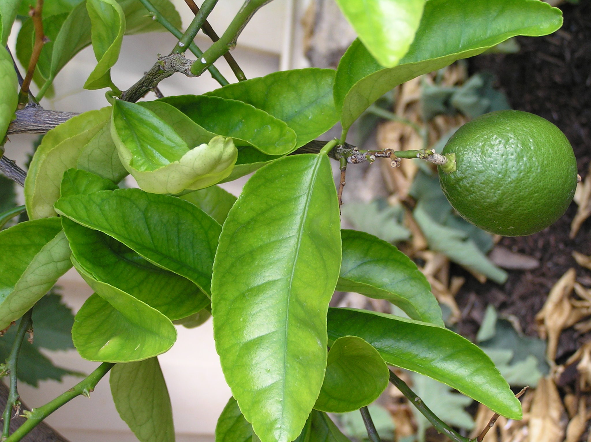 How do you fertilize a lime tree?