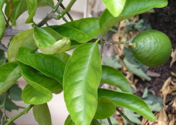 mexican lime tree fertilizer
