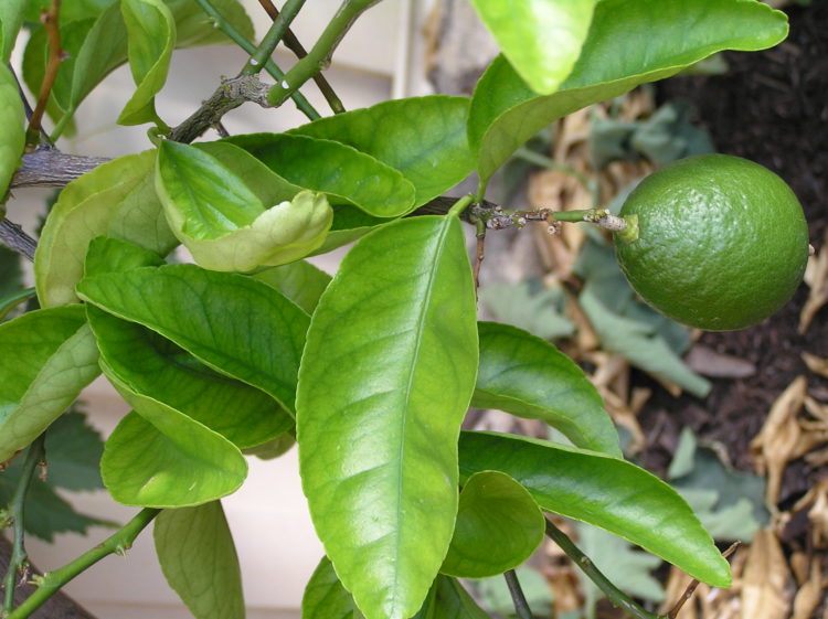 mexican lime tree fertilizer