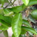 mexican lime tree fertilizer
