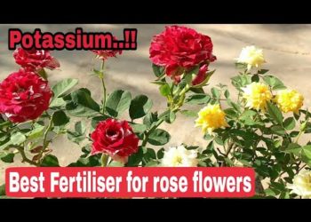 What fertilizer is good for roses?